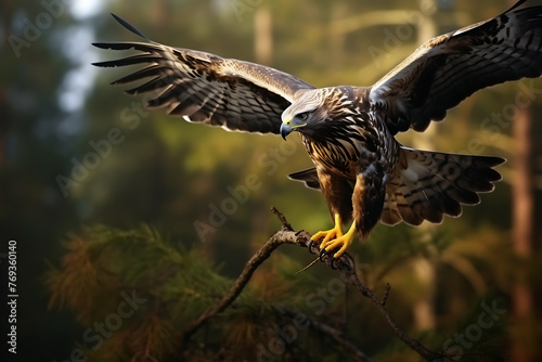 Common buzzard (Buteo buteo) in flight