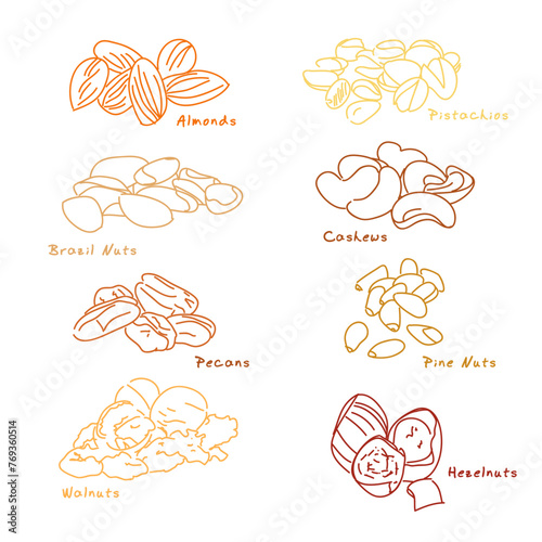 Nuts and seeds in hand draw design Vector illustration set. Collection of nuts, seed icons, and infographic elements isolated on a white background.