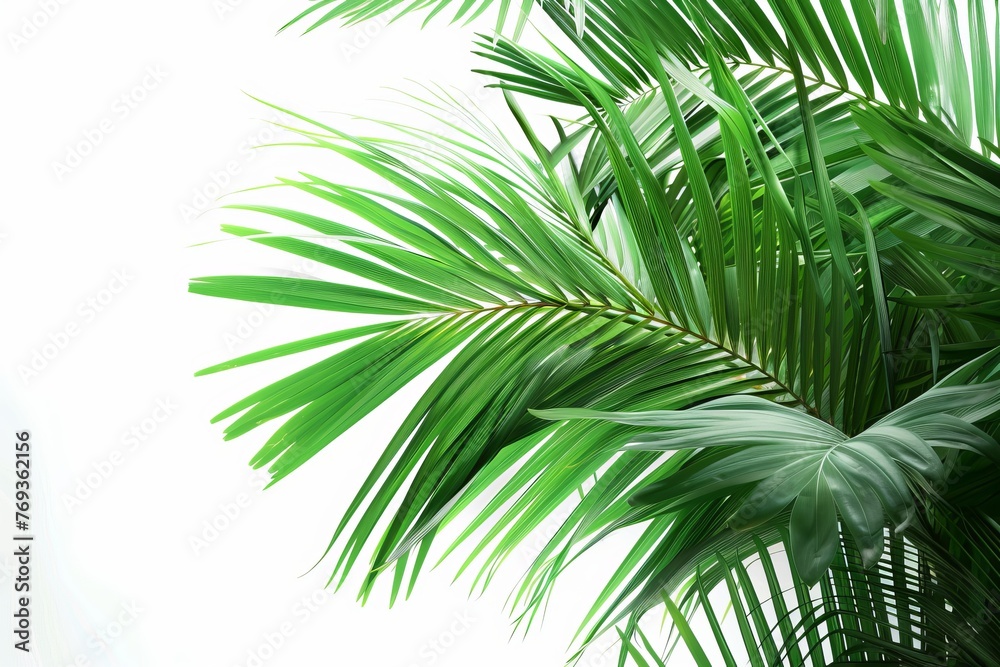 Obraz premium Palm leaf isolated on white background