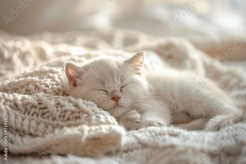 Sleeping kitten nestled in soft white blanket