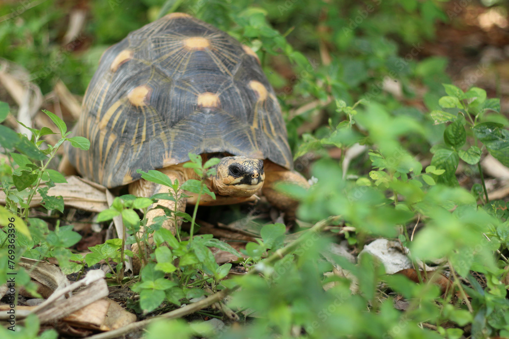 Obraz premium Portrait of radiated tortoise,The radiated tortoise eating flower ,Tortoise sunbathe on ground with his protective shell ,cute animal ,Astrochelys radiata ,The radiatedtortoise from Madagascar 