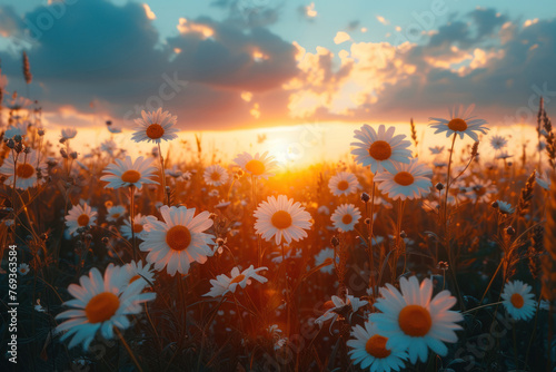 Field of daisies at sunset.