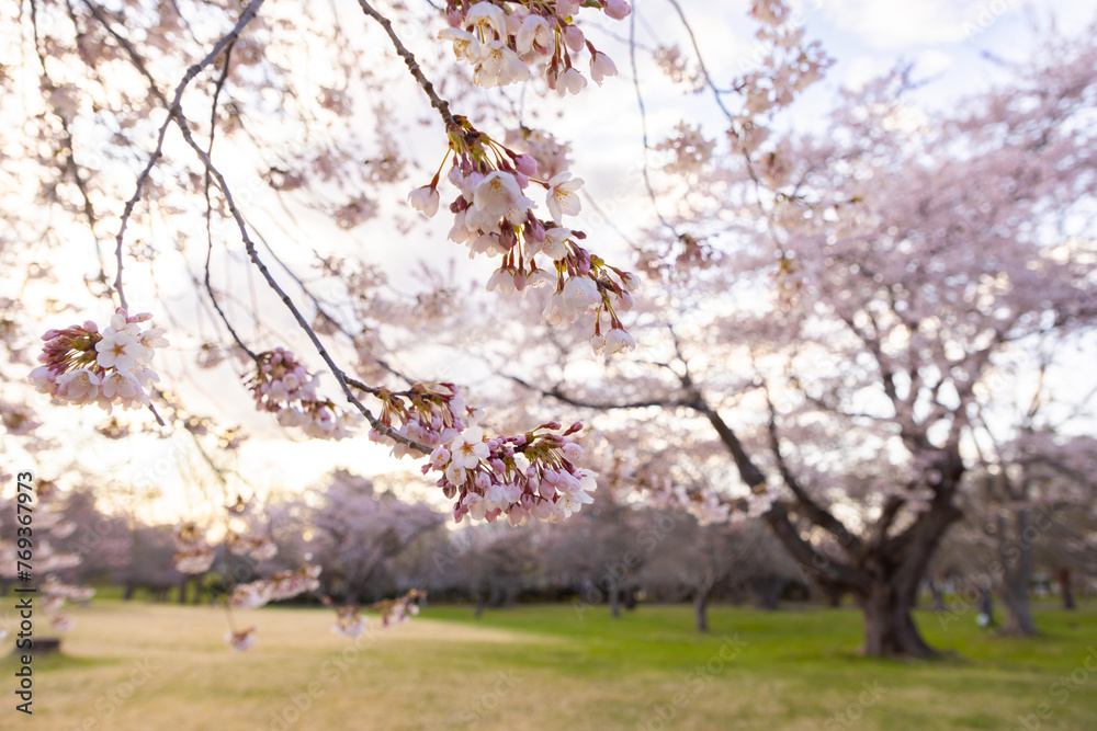 Fototapeta premium 北海道森町-早朝のオニウシ公園の桜-04