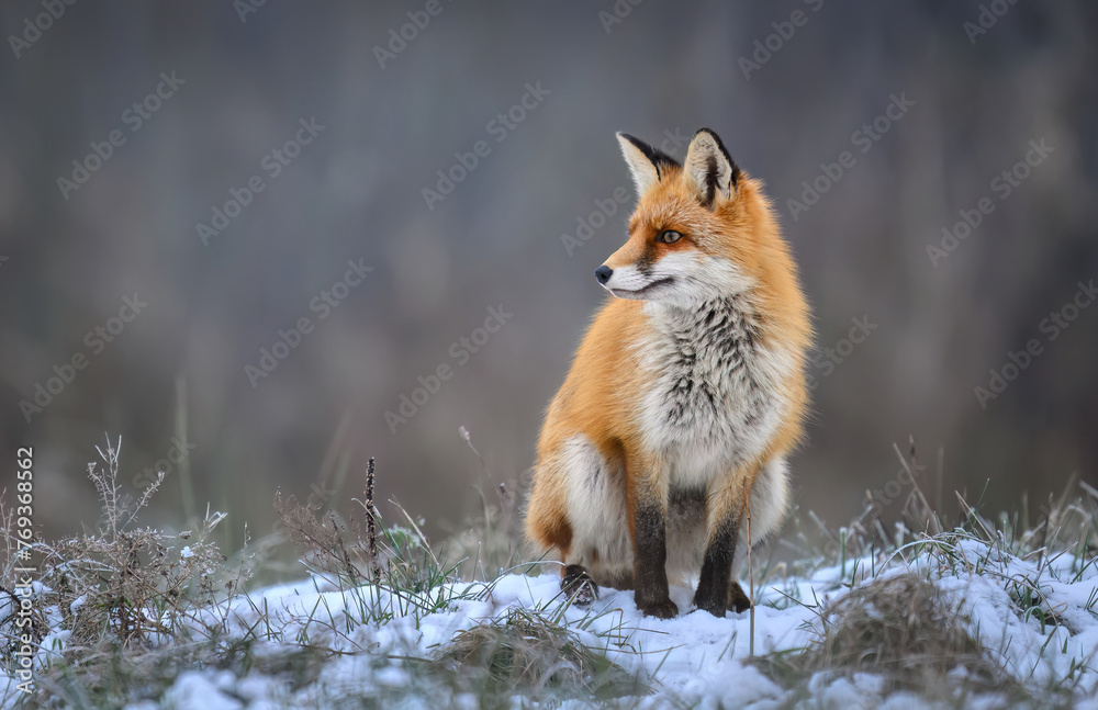 Obraz premium Fox ( Vulpes vulpes ) in winter scenery