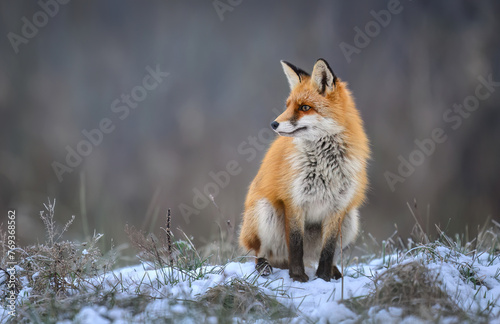 Fox ( Vulpes vulpes ) in winter scenery