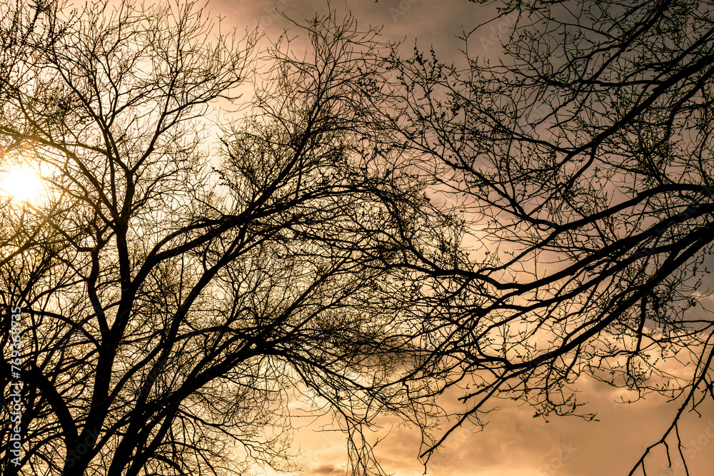 Bright Sky with Trees in Evening