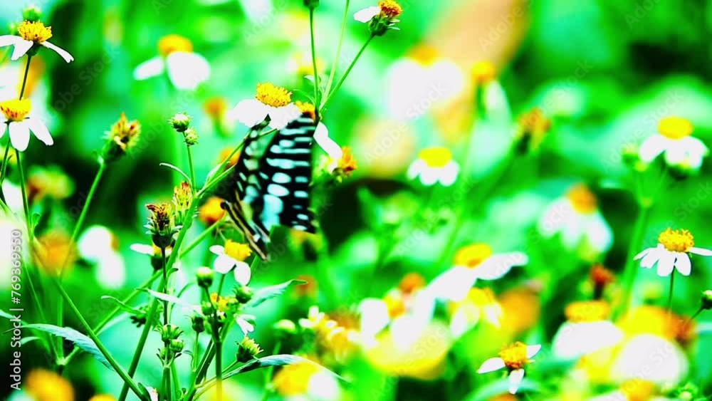 Thai beautiful butterfly on meadow flowers nature outdoor