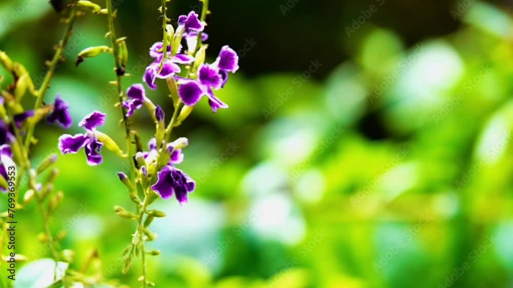 Thai beautiful butterfly on meadow flowers nature outdoor Thai beautiful butterfly on meadow flowers nature outdoor
