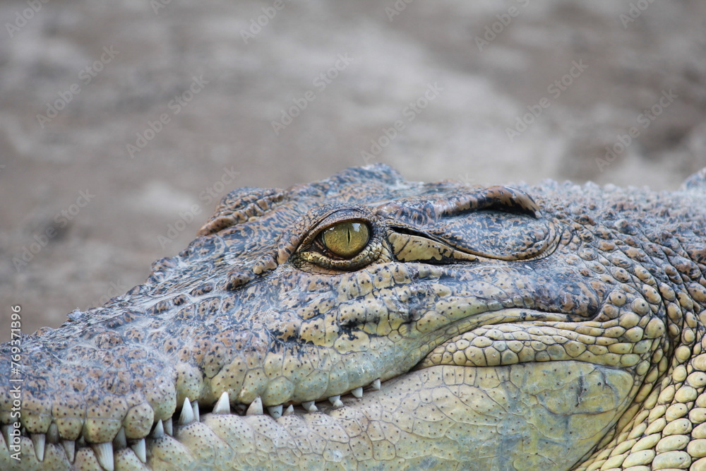 Obraz premium Close up of a crocodile's head at the zoo