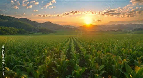 beautiful view of the corn plantation in the afternoon footage photo