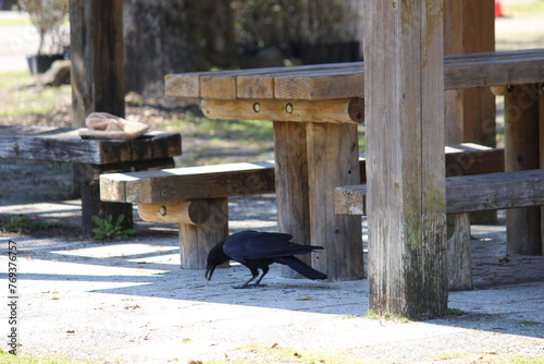 公園のベンチで餌を食べるカラス