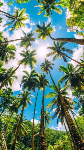 A beautiful tropical forest with palm trees and a clear blue sky. The trees are tall and lush  and the sun is shining brightly  creating a warm and inviting atmosphere