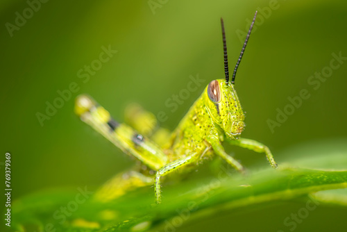 Macro close up of a Valanga nigricornis Grasshopper. © Rob D