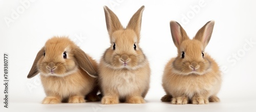 Three domestic rabbits with brown fur are lined up on a white surface. Their long ears point up, showcasing the beauty of rabbits and hares as terrestrial animals in nature