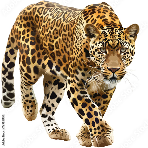 Leopard Clipart  isolated on white background