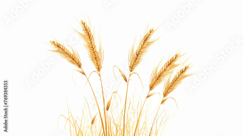 Ears of wheat. Passover Shavuot. Vector illustration