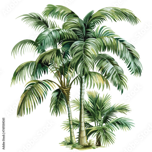 Palms Clipart  isolated on white background © Nobel