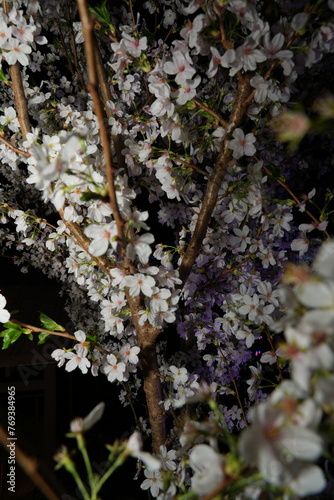 Prunus spinosa, commonly known as the blackthorn or sloe, is a deciduous shrub or small tree native to Europe, western Asia, and northern Africa.  photo