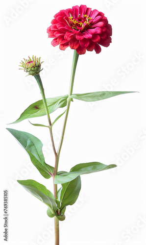 Vibrant red zinnia flower isolated on white, Perfect for Poster, Greeting Cards, Pattern Designs and background