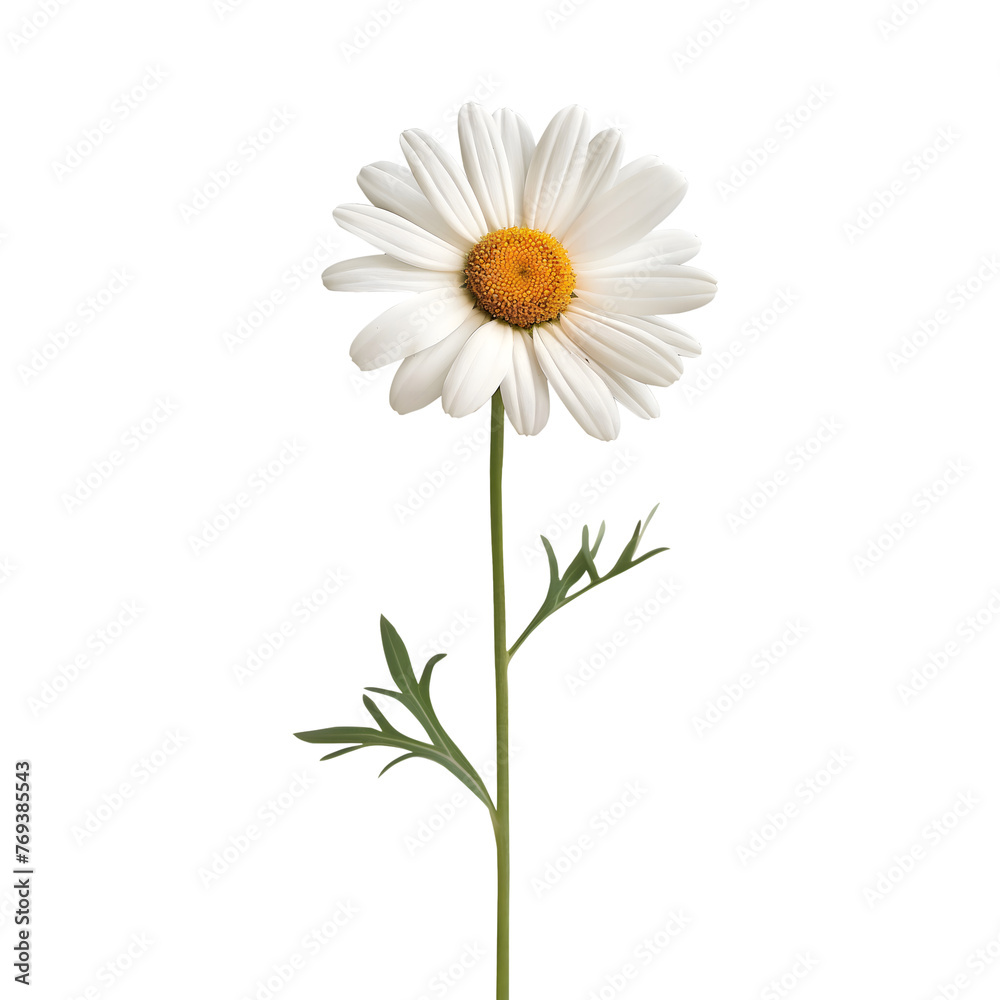 Fototapeta premium Side view of white daisy flower isolated on transparent background Generative Ai