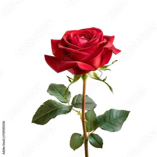 Red rose flower isolated on transparent background Generative Ai