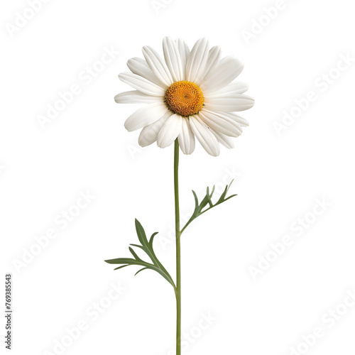 Side view of white daisy flower isolated on transparent background Generative Ai