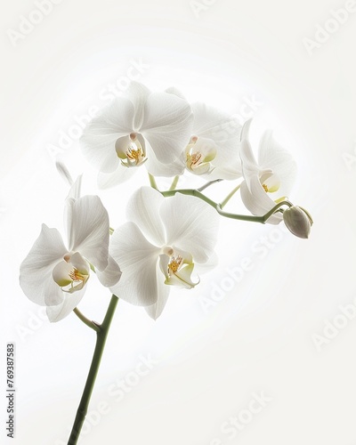 Elegant white orchid  side profile  gentle light  pure white space   professional color grading