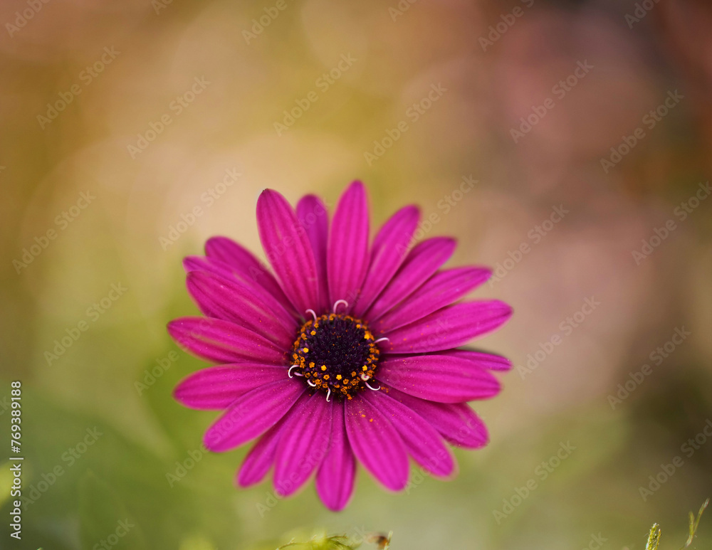 Fototapeta premium nice purple flower with blur natural background