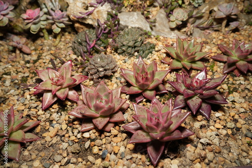 Echeveria agavoides is a species of succulent plant native to Mexico. It is a member of the Crassulaceae family, which includes many popular succulent genera. |厚葉蓮座草 photo