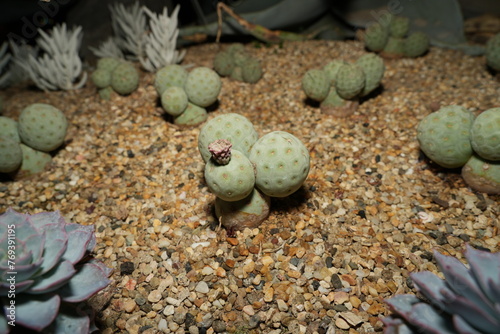 Tephrocactus is a genus of cacti native to South America, particularly Argentina, Bolivia, Chile, Paraguay, and Uruguay. |灰球掌屬 photo