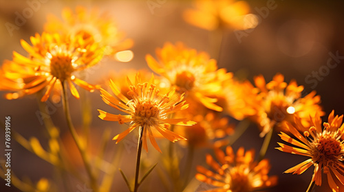 Golden yellow wildflowers shine with bokeh background in natural light
