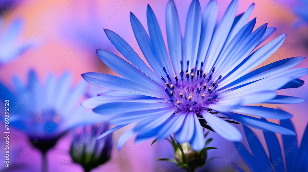 Obraz premium Vibrant blue daisy-like blossoms with purple hues on a colorful backdrop
