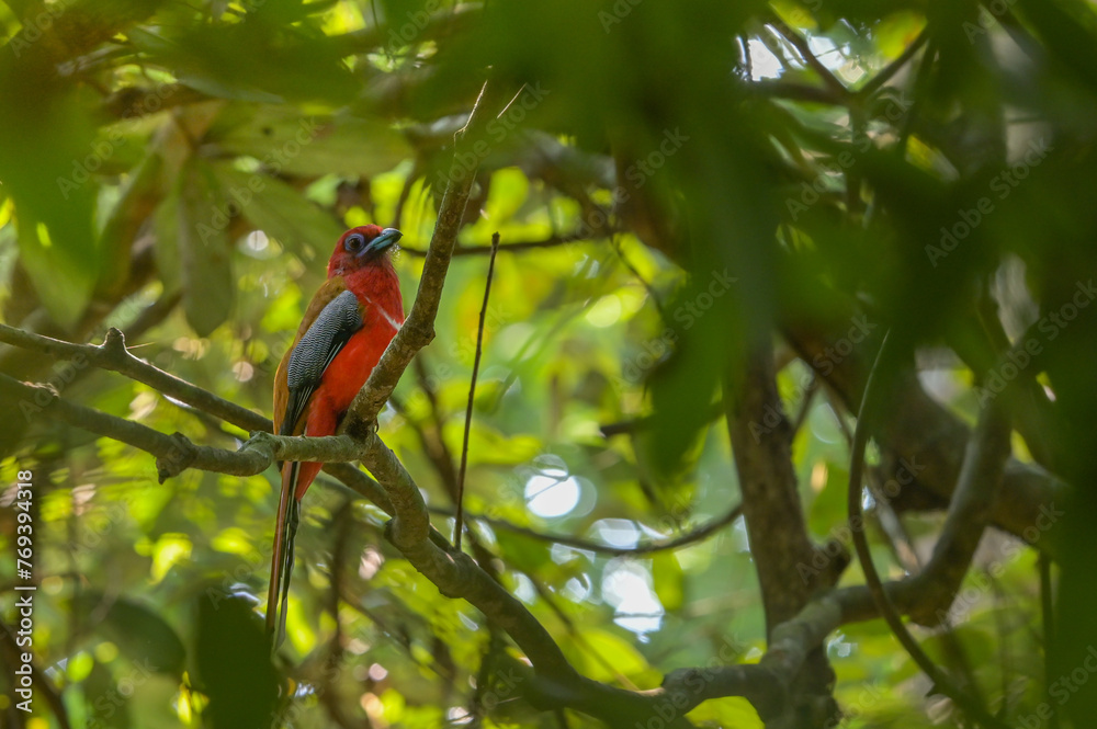 Red-headed Trogon (Harpactes erythrocephalus) perching on a branch in the National Park. Copy space wallpaper. Red-headed Trogon (Harpactes erythrocephalus) perching on a branch in the National Park. Copy space wallpaper.