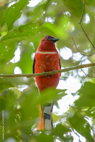 Red-headed Trogon (Harpactes erythrocephalus) perching on a branch in the National Park. Copy space wallpaper. photo