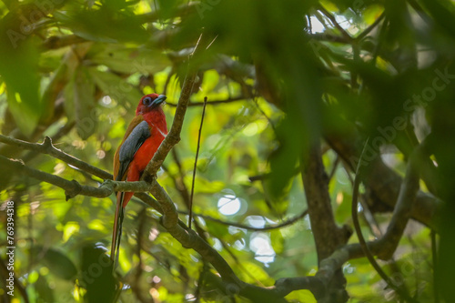 Red-headed Trogon (Harpactes erythrocephalus) perching on a branch in the National Park. Copy space wallpaper. © Supawit