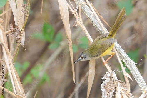 Yellow-bellied Prinia (Prinia flaviventris) perching on a dried leaf in a park.