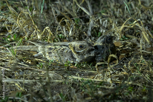 Two Indian Nightjar (Caprimulgus asiaticus) lying on the ground during the night. 