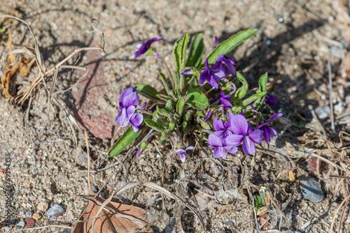 Violets found on the roadside. Manchurian violet, Viola mandshurica photo