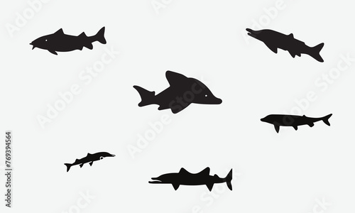Illustration Beluga Sturgeon fish Black icon design
