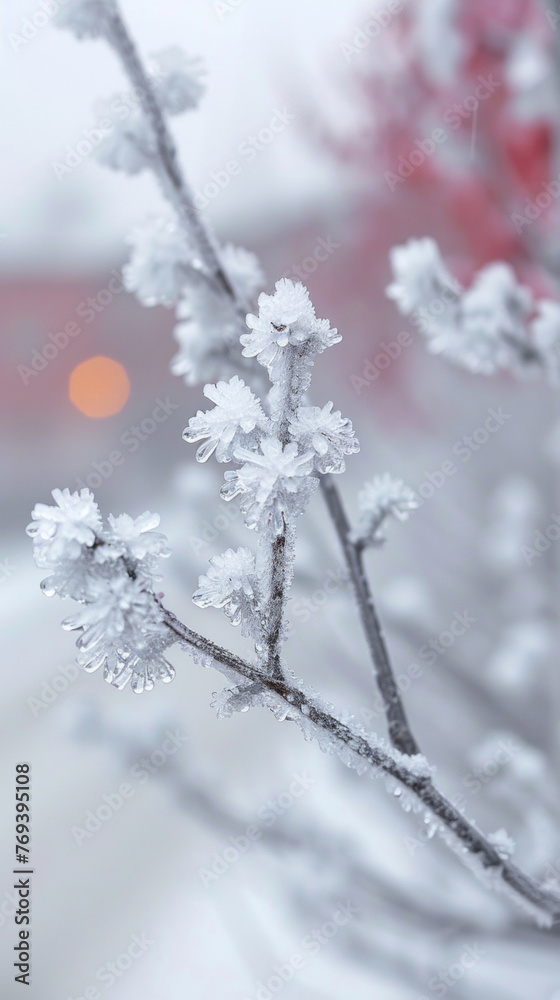 A branch covered in frost and snow. The image has a serene and peaceful mood, as the snow covers the tree and the branch