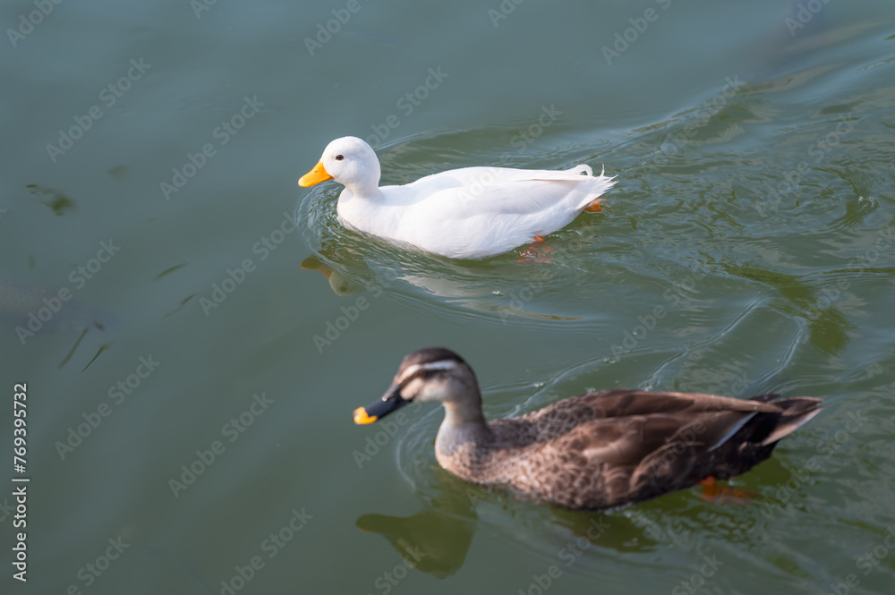 Two ducks swimming on the water Two ducks swimming on the water