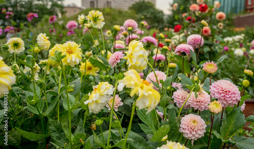 Fototapeta Naklejka Na Ścianę i Meble -  nice dahlias in the garden