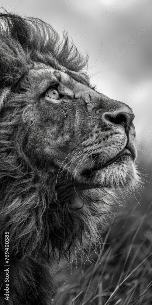 Naklejka premium intense black and white wildlife photography of a lion