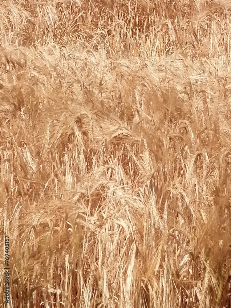 grain oats wheat in the field grain oats wheat in the field