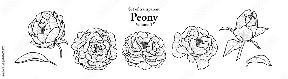 A series of isolated flower in cute hand drawn style. Peony in black outline on transparent background. Drawing of floral elements for coloring book or fragrance design. Volume 1. A series of isolated flower in cute hand drawn style. Peony in black outline on transparent background. Drawing of floral elements for coloring book or fragrance design. Volume 1.
