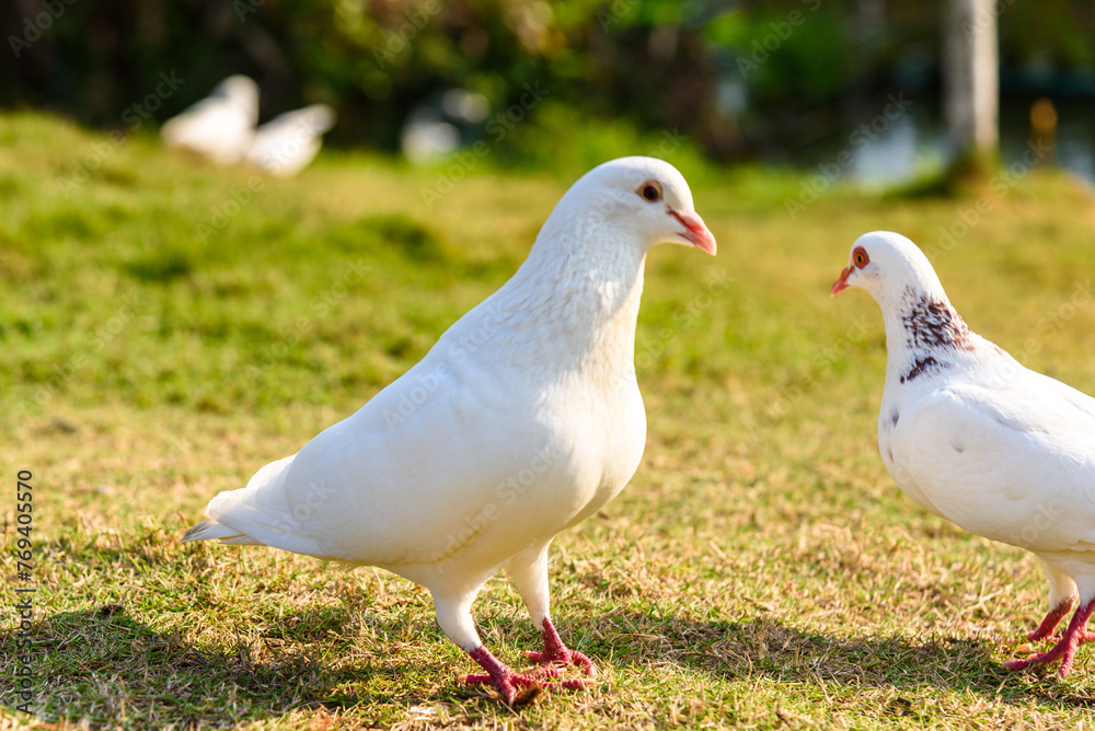 Two white doves on the lawn. Scenery of the park in Dongguan, china in spring.
Two white doves on the lawn. Scenery of the park in Dongguan, china in spring.