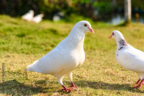 Two white doves on the lawn. Scenery of the park in Dongguan, china in spring.
