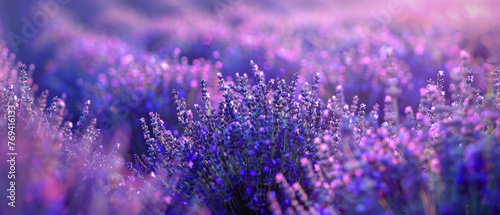 A field of lavender in bloom, with the colors shifting from deep purples to soft blues, creating a splendid gradient captured in high-definition to showcase its mesmerizing vibrancy.