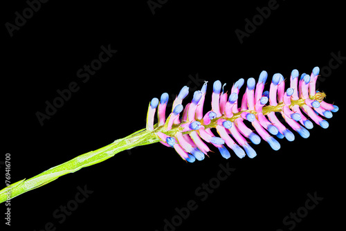 Matchstick bromeliad, Aechmea gamosepala, close-up, macro