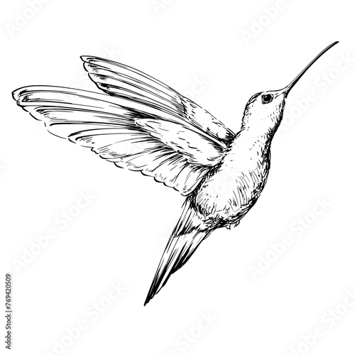 Sketch hummingbird in flight vintage drawing © Ann Lou